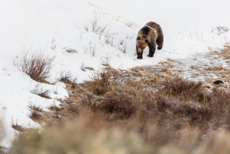 Conservation groups, USFS add new public land near Yellowstone