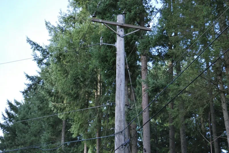 Montana Power Line Rules: Who Pays for Overgrown Trees?