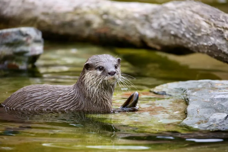 We're Going To Slaughter The Otter Sat Morning On Sports Trivia