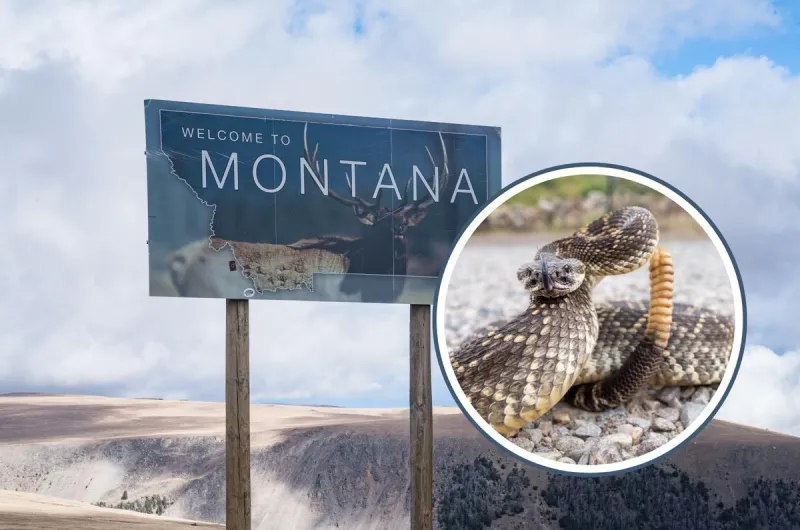 The Most Likely Places You'll Encounter Rattlesnakes In Montana