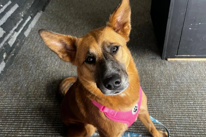 Shelter Staff Favorite "Ann Chovie" is Ready for Adoption in Billings