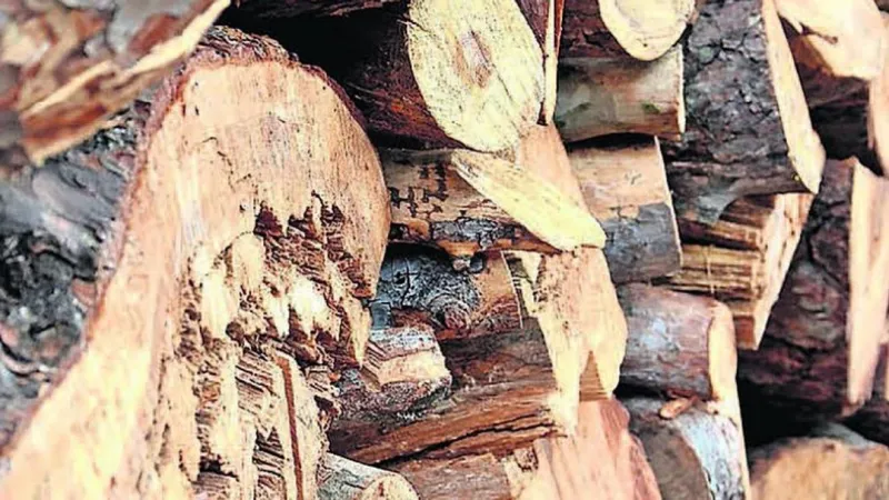 BLM seeks bids for timber sale near Wolf Creek