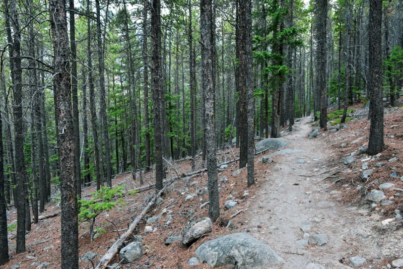National Trails Day brings free access to Custer Gallatin National Forest