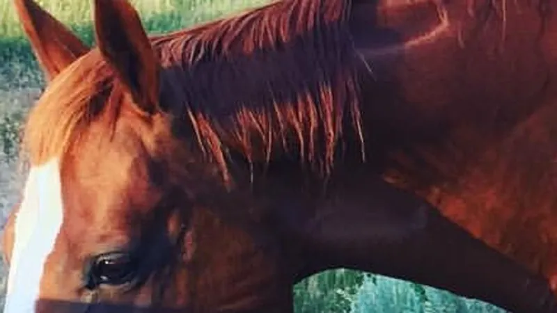 BLM moves to remove wild stallion from Pryor Mountain range