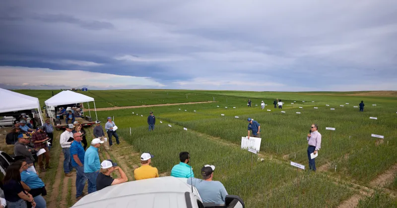 MSU's agricultural field days begin June 17