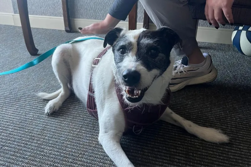 ADOPT: Sweet Misha Will Melt Your Heart