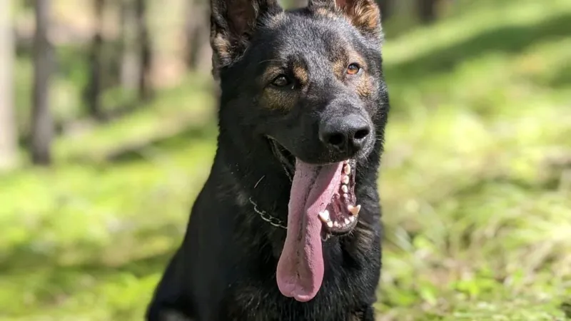 Bozeman police K9 receives protective vests donation