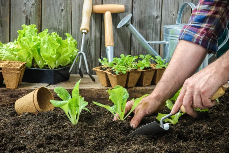 Improving Our Soils Lands & Lives & You'll "Dig" It