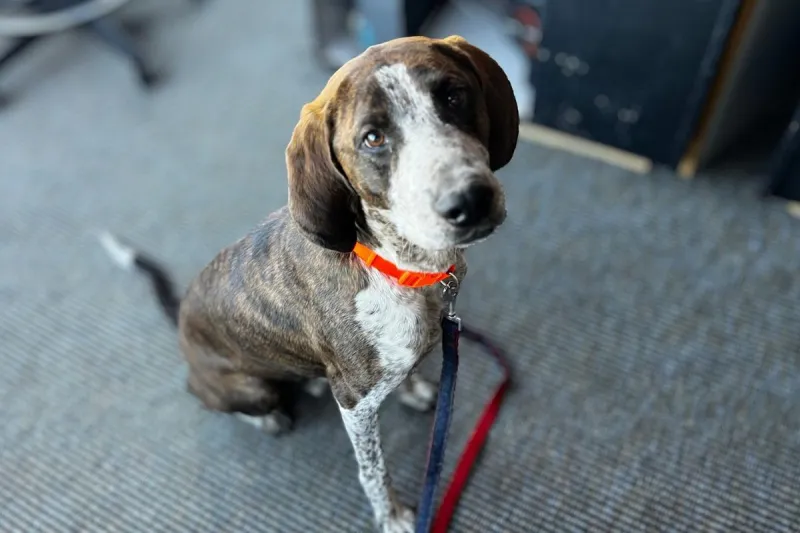 Gunnar the Hound Dog Mix is Ready for a Loving Home in Billings