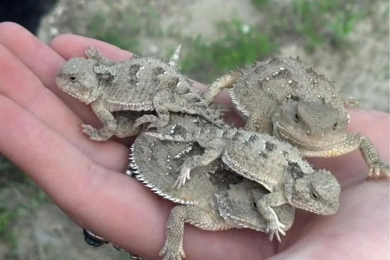 Have You Seen this Cute Little "Horny Toad" in the Wild? Tell Montana Wildlife Officials