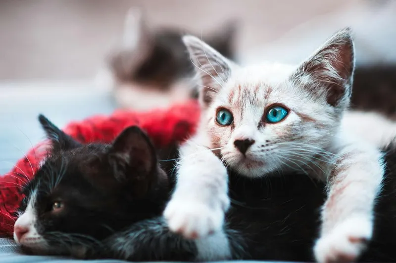 Ready for a New Pet? This Billings Adoption Event Has Plenty of Kittens