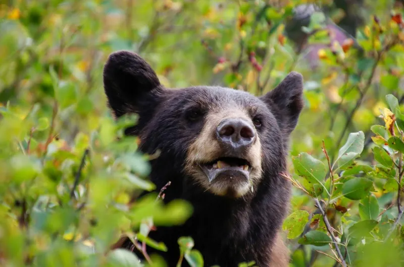 Montana Fishing Trip Leads to Surprising Bear Encounter