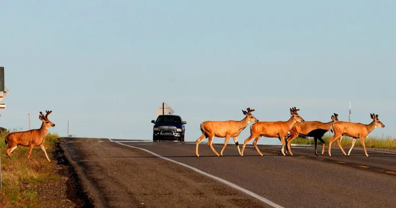 Photo: Mule deer cross Highway 3 Monday morning