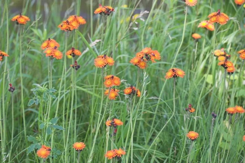 Thriving Landscapes: Once you see, you can't unsee