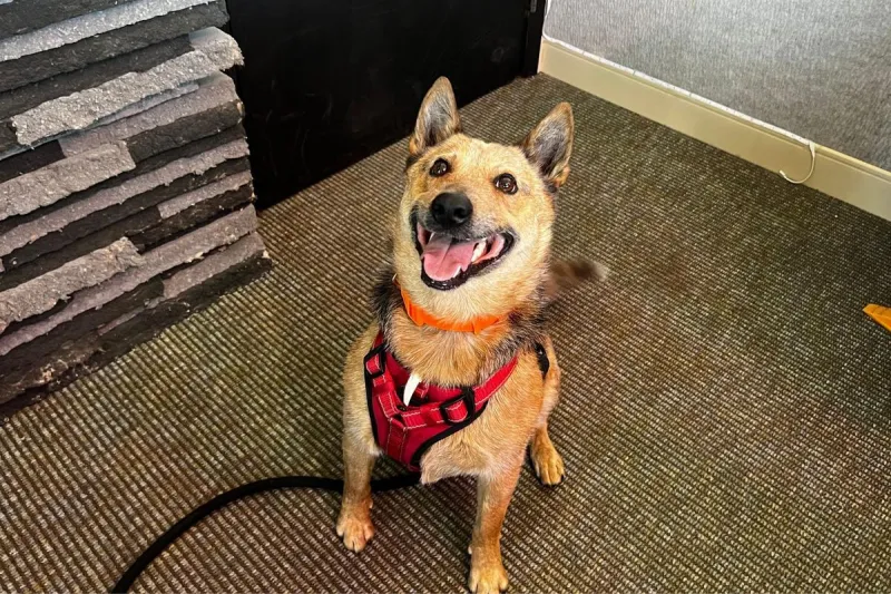 Big Smile, Big Heart: Adopt 'Spoonhead' the Heeler Mix Today