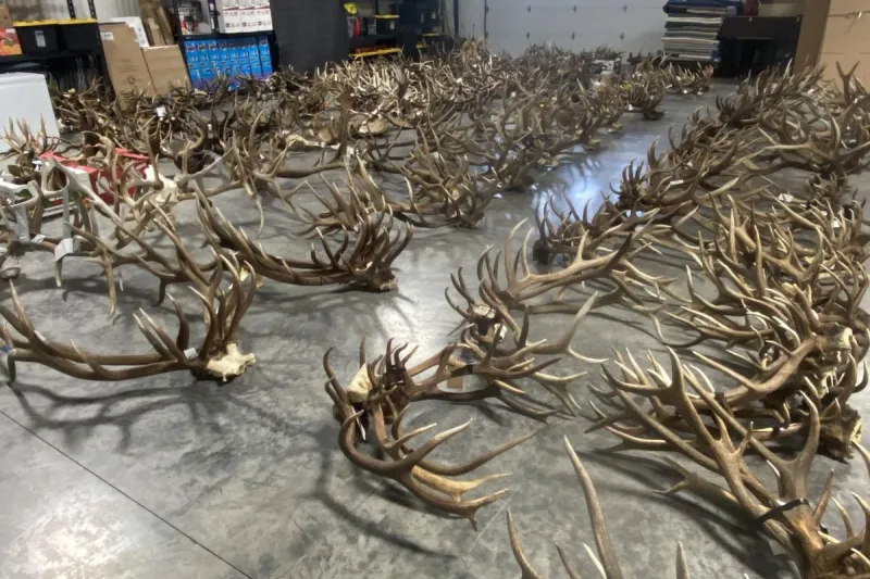 Montana FWP Auction in Billings Features Antlers, Mounts and More