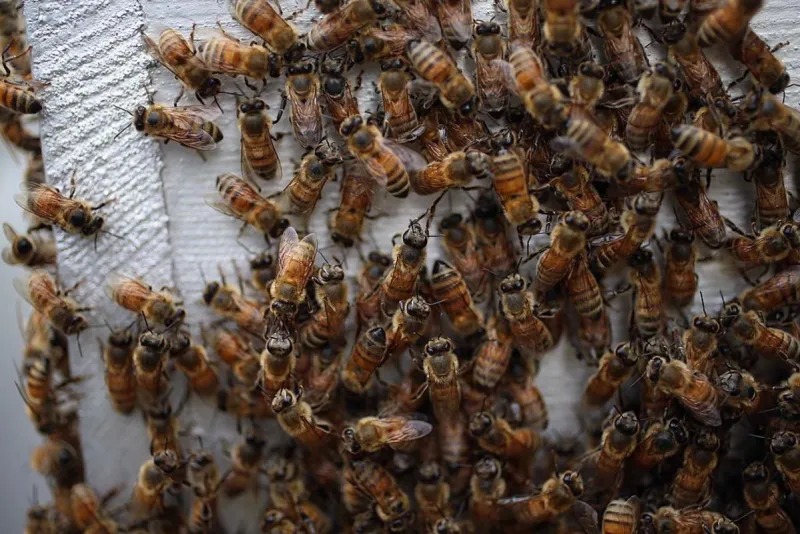 Millions Of Bees Escape After Semi Crash Near Yellowstone