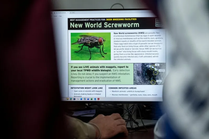 MT Department of Livestock Issues Emergency Order for Screwworm