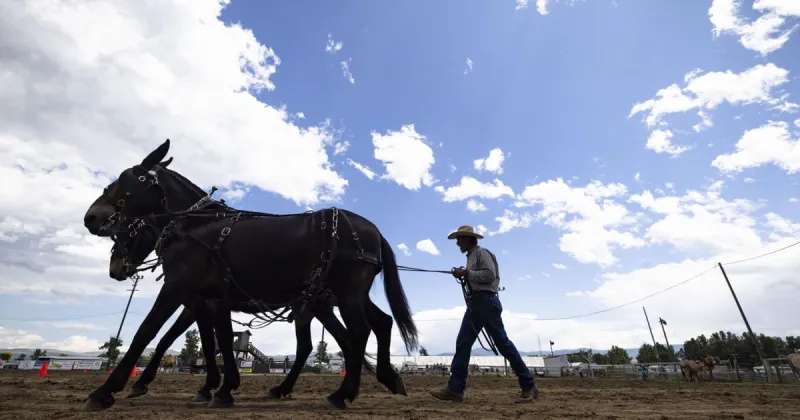 Draft Horse Expo trots into Deer Lodge on June 26-28