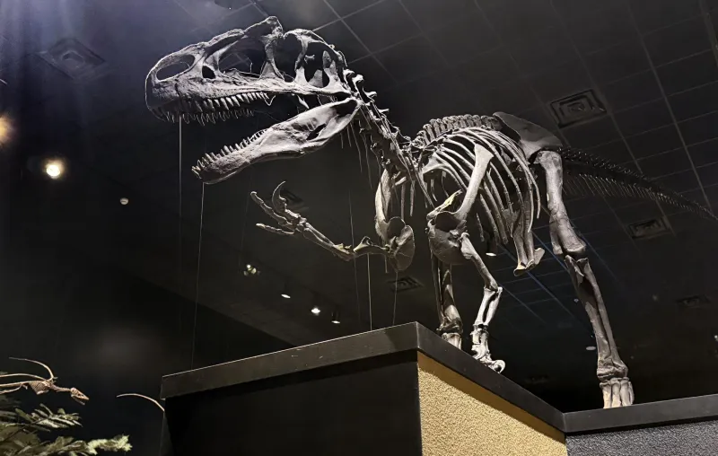 Museum of the Rockies receives grant for 'Big Al' exhibition