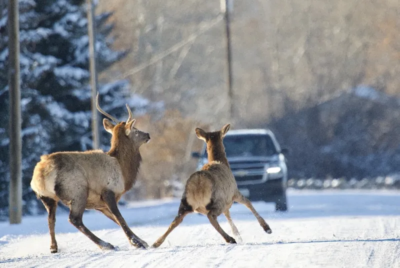 'Living With Wildlife' presentation in Gallatin Gateway June 30