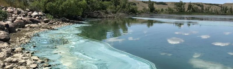 Harmful algal blooms in water: State health department shares advice
