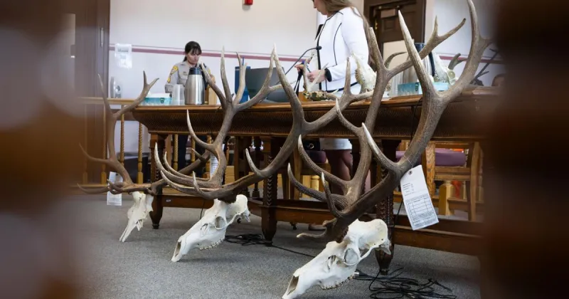 East Helena man loses hunting license, ordered to pay over $12K for poaching elk, deer