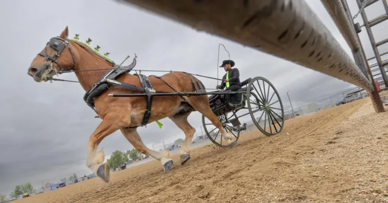 Harnessing tradition: Horses, mules stay hitch above the rest at Big Sky Draft Horse Expo