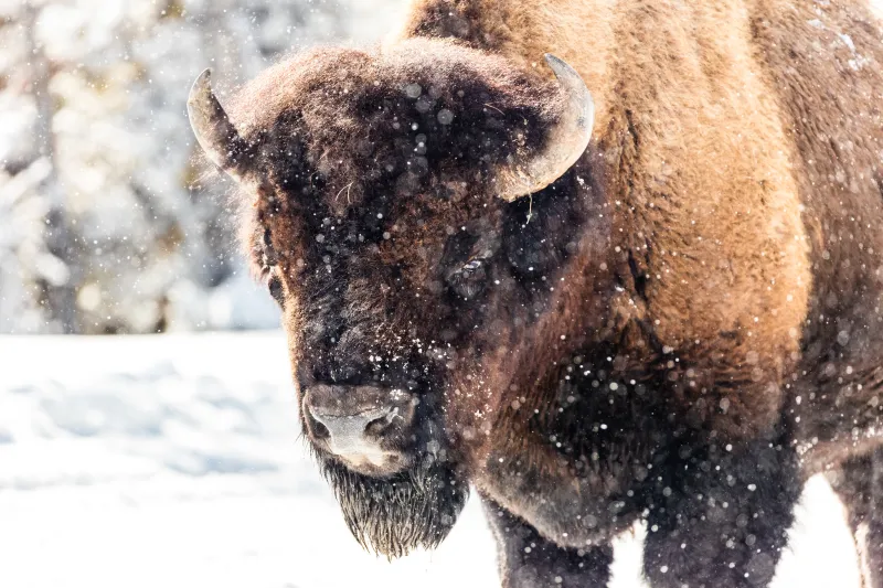 Bison injures Yellowstone National Park tourist