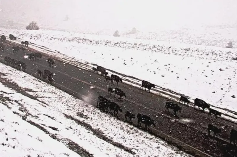 Montana Cowboys Drive Cattle Through Rare June Snowstorm
