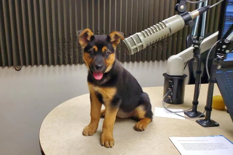 Pop in to Adopt Mountain Dew at Humane Society of Western Montana