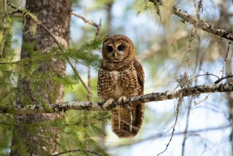 Groups fight to block logging project in spotted owl habitat