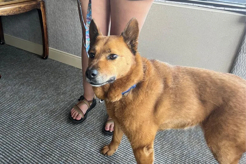 Billings: You Need Bella in Your Life. Adopt at YVAS Today