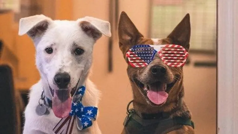 Free pet vaccine clinic offered Thursday in Missoula
