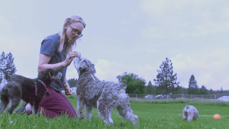 Dogs rescued from Ravalli County neglect case begin search for new homes