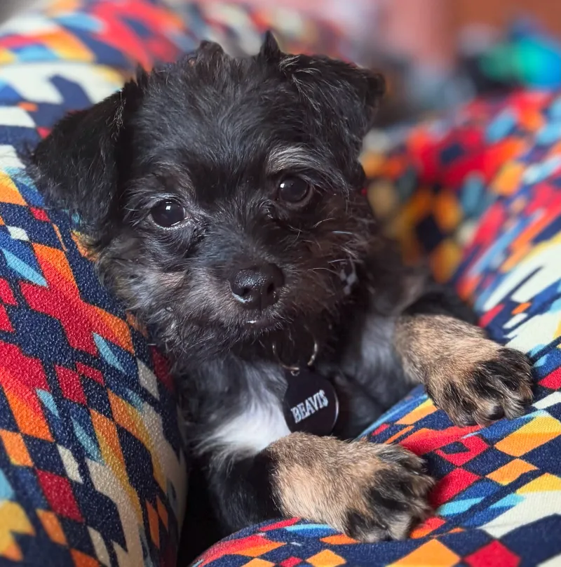 Fireworks and furry friends: What every pet owner should know