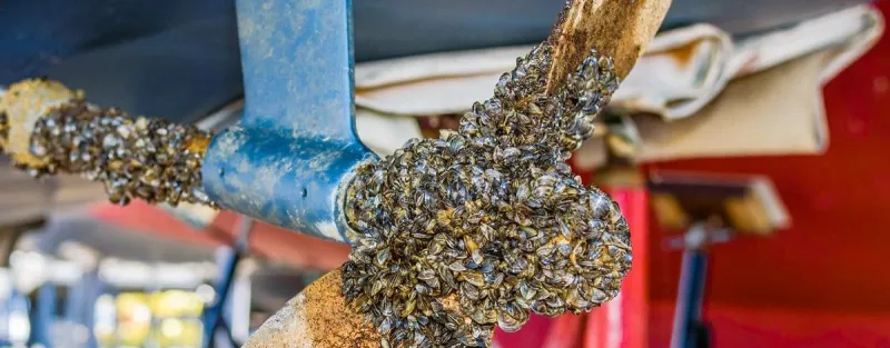 Montana Just Came So Close to Invasive Mussels in Georgetown Lake