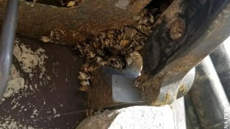 Montana inspectors stop mussel-fouled Minnesota boat headed to Georgetown Lake