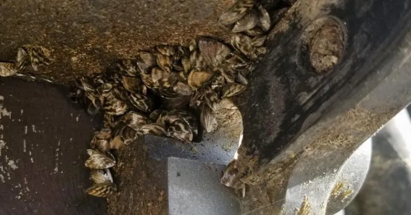FWP stops boat at Anaconda inspection station fouled with hundreds of zebra mussels