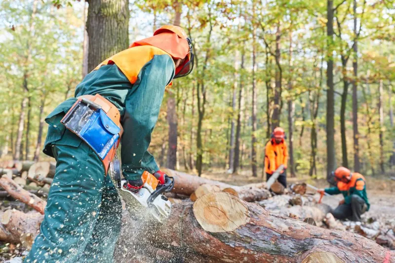 Montana Timber Industry Gets New Long-Term Boost Plan