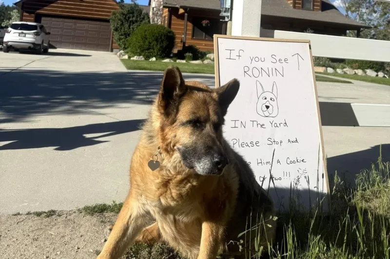 Beloved dog Ronin receives community farewell