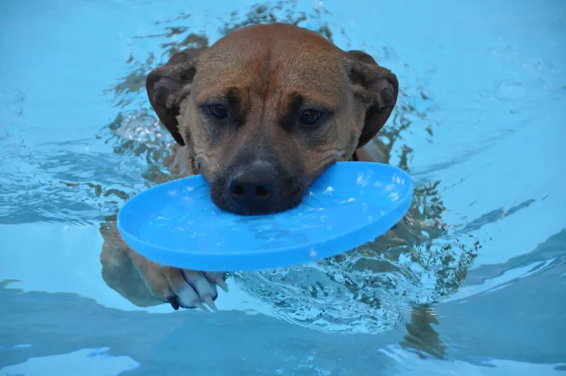Drool in the Pool is Aug. 29