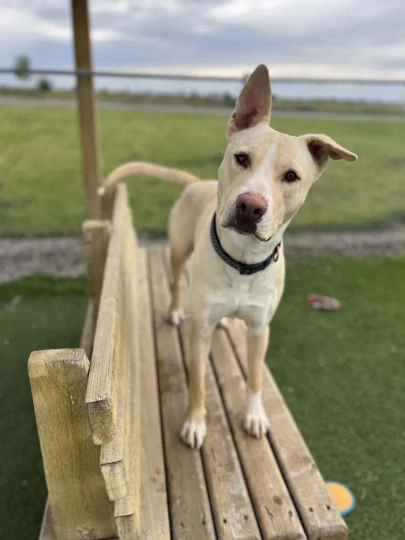 Heart of the Valley animal shelter launches inaugural Tails & Trails fundraiser at Big Sky Resort