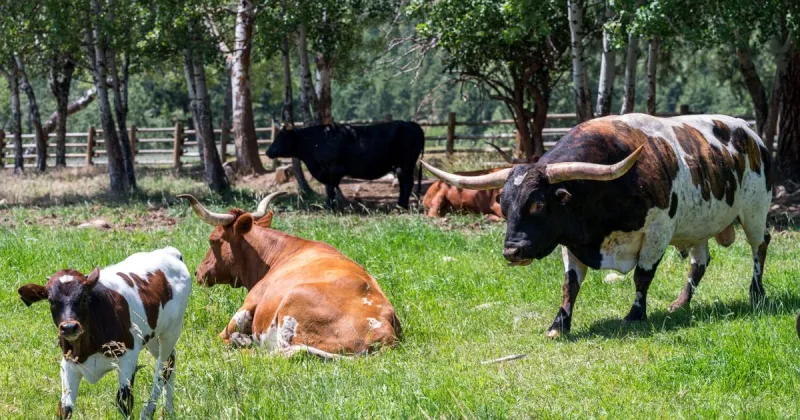 One Cow a Month: Hamilton food bank program sees first cattle donation amid spike in clients