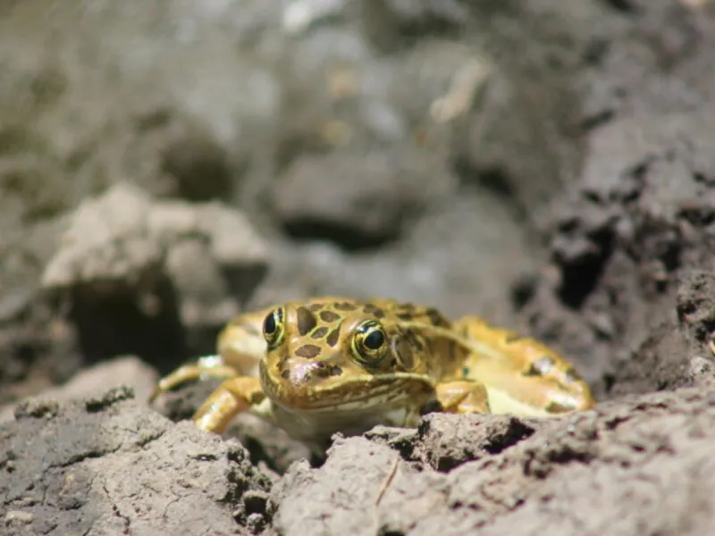 Northern leopard frogs find new home in Arizona rim country