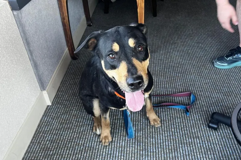 Sweet, Shy Pixie is Ready for a Loving Home in Billings