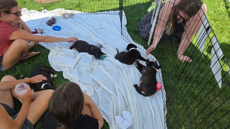 Kalispell Pet Fest to return Saturday