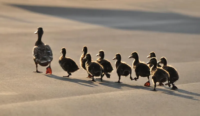 This Is Just Ducky!