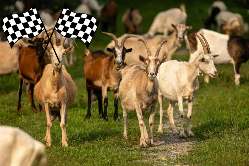 Missoula Brewery Is Looking for Goat Racers This Fall