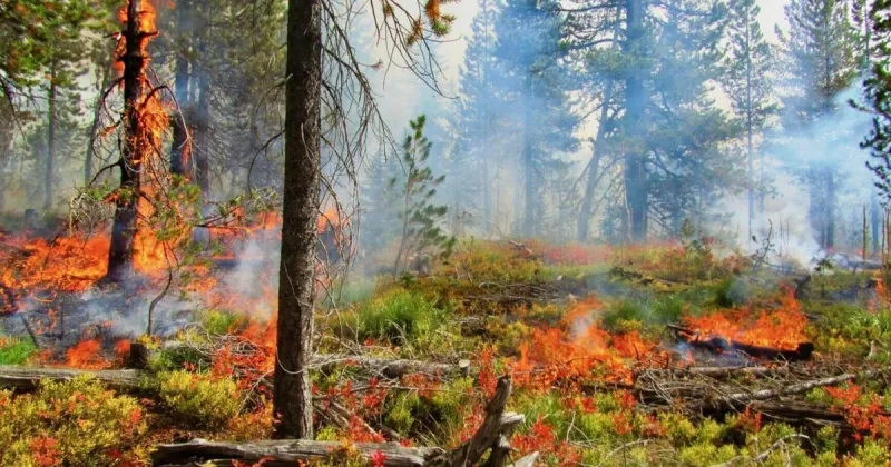 Forestry scientists stay upbeat in face of federal turmoil